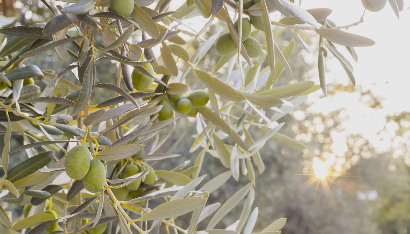 Thessalica Gold | Έξτρα Παρθένα Ελαιόλαδο